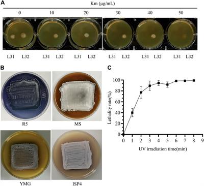 Development of a native-locus dual reporter system for the efficient screening of the hyper-production of natural products in Streptomyces